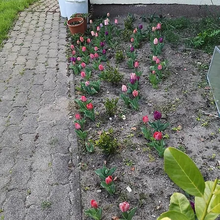 Renken * Trassenheide